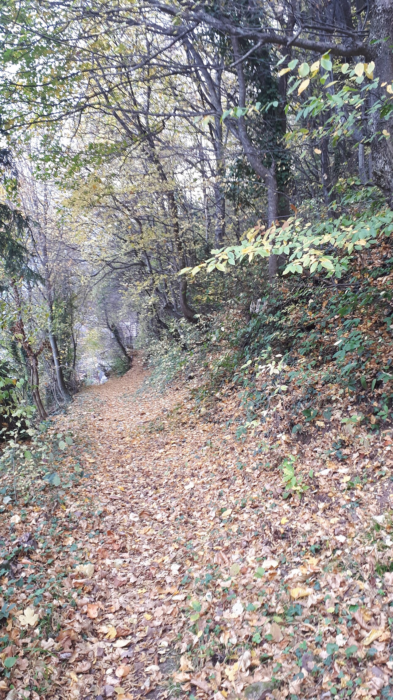 Artvin Tarihi Kent Merkezi